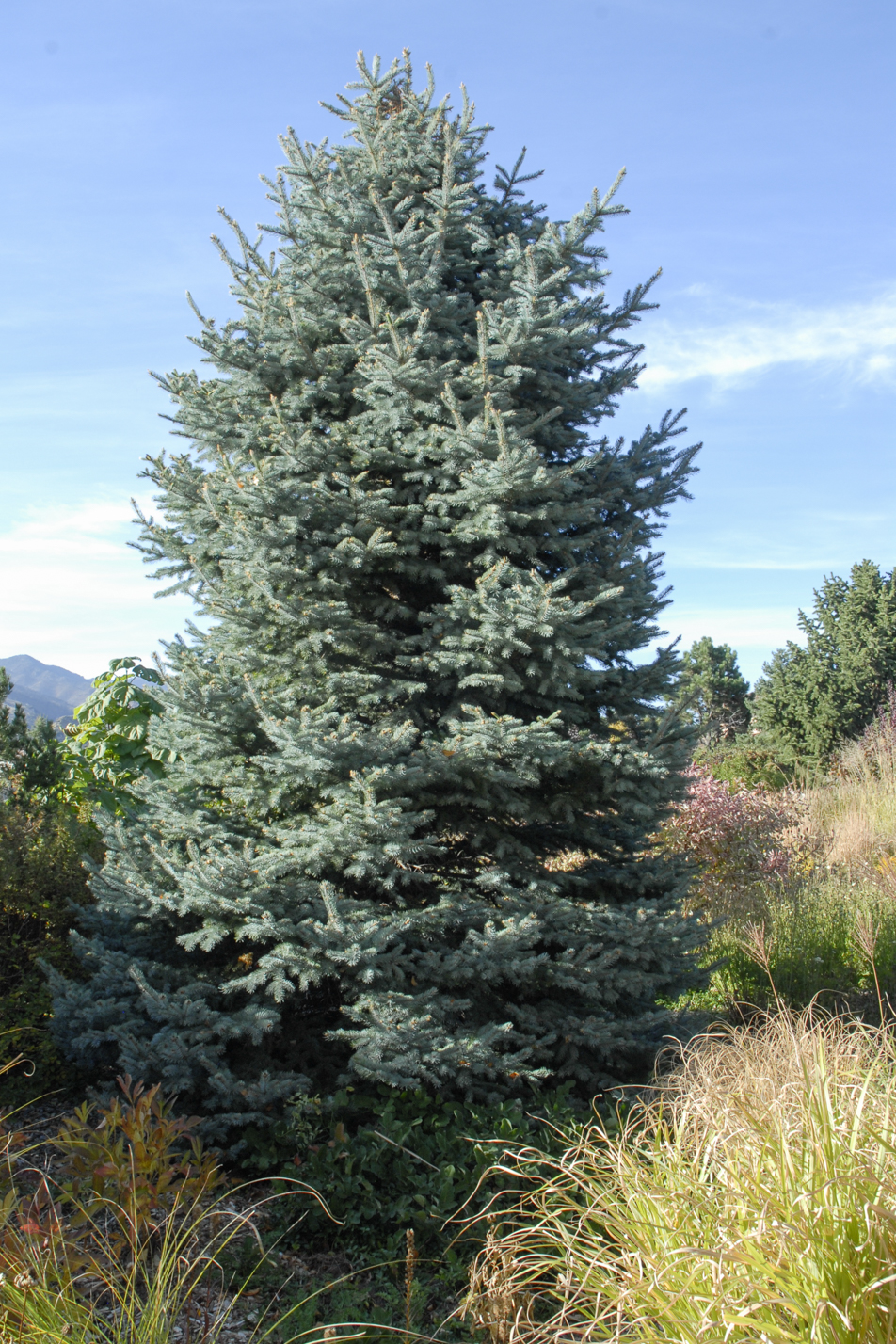 Colorado Springs Utilities Xeriscaping Baby Blue Eyes Spruce   Picea Pungens 'Baby Blue Eyes' (1) 